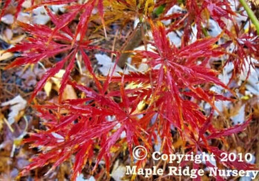 Acer palmatum 'Green Hornet' - Maple Ridge Nursery